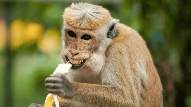 monkey-tries-to-kidnap-little-kid-internet-cant-stop-pulling-hilarious-jokes-viral-video